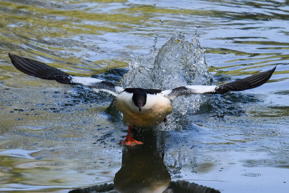 Common Merganser - Maryse Neukomm