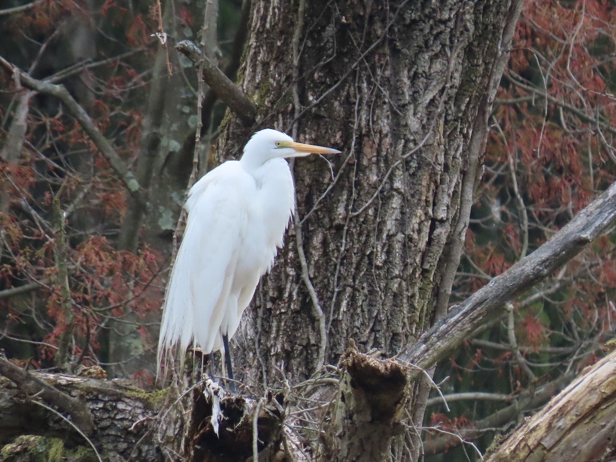 Great Egret - ML222878861