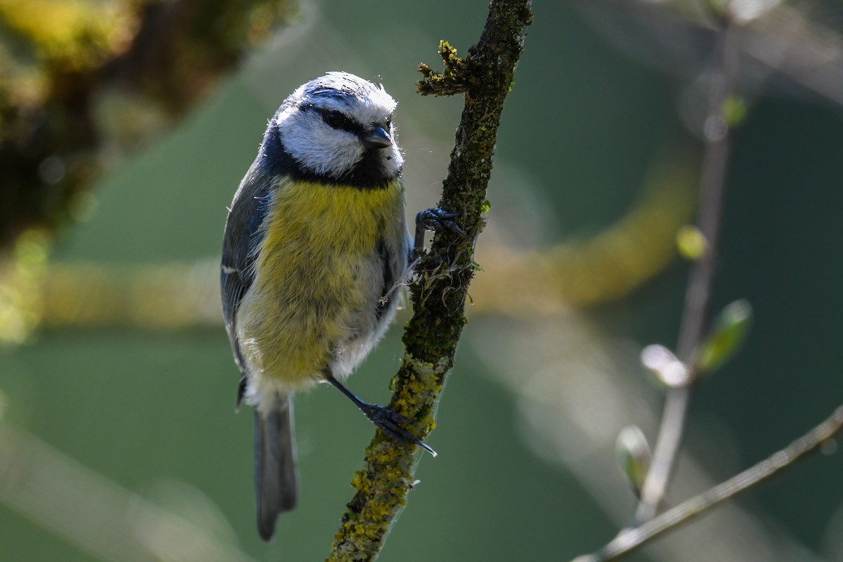 Eurasian Blue Tit - Maryse Neukomm