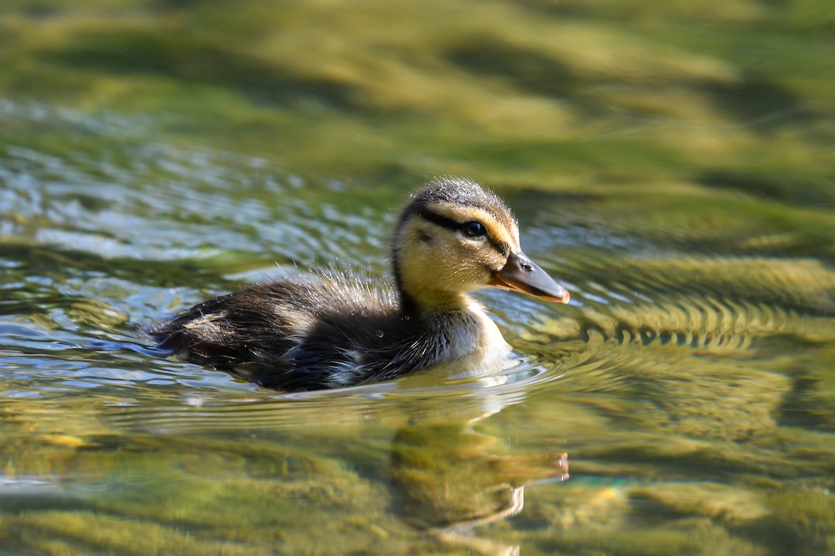 Canard colvert - ML222878901