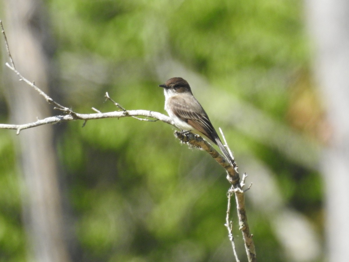 Eastern Phoebe - ML222879221