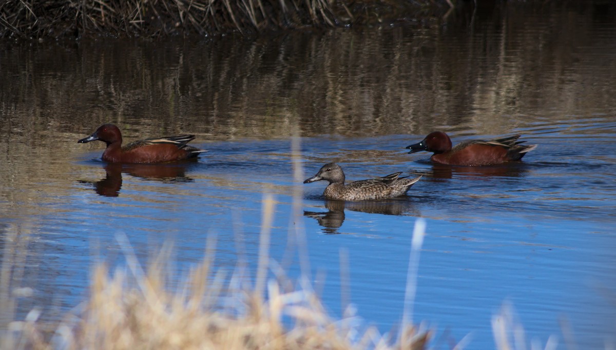 Cinnamon Teal - ML222879291