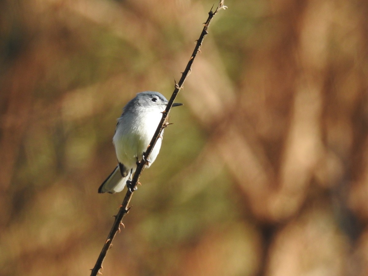 Blue-gray Gnatcatcher - ML222879351