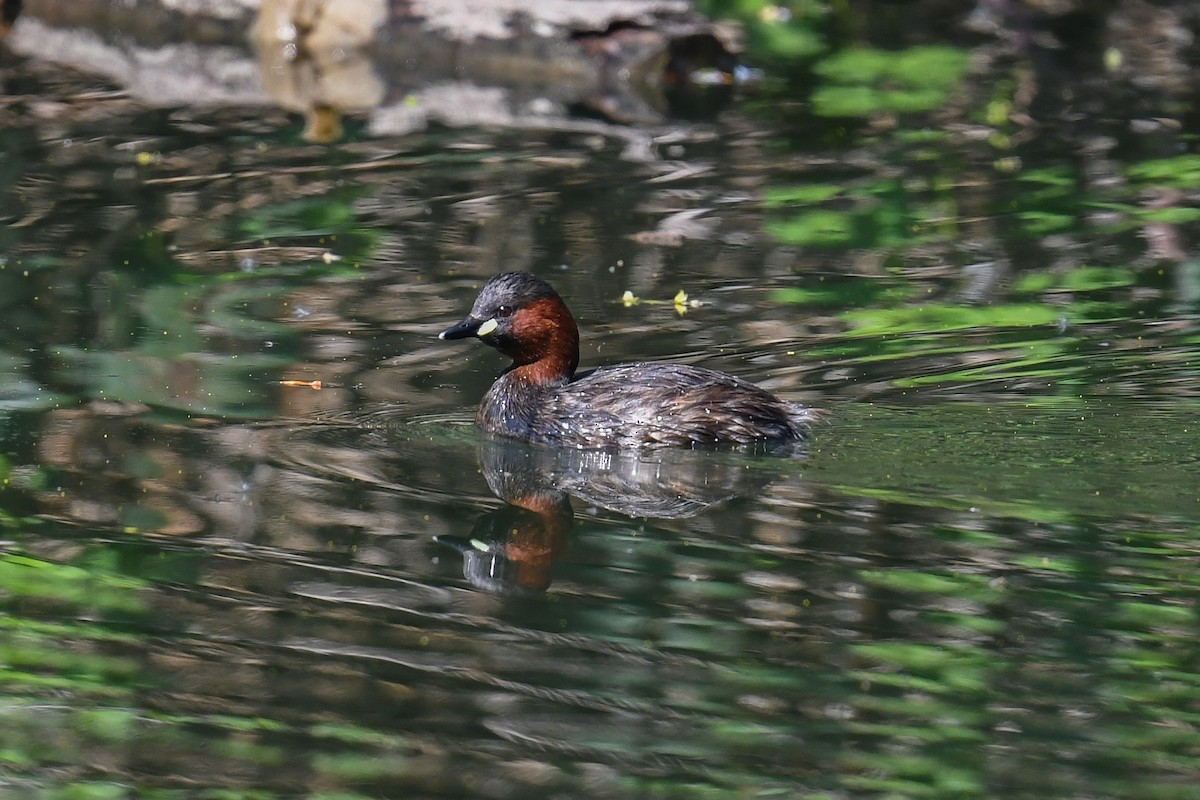 Little Grebe - Maryse Neukomm