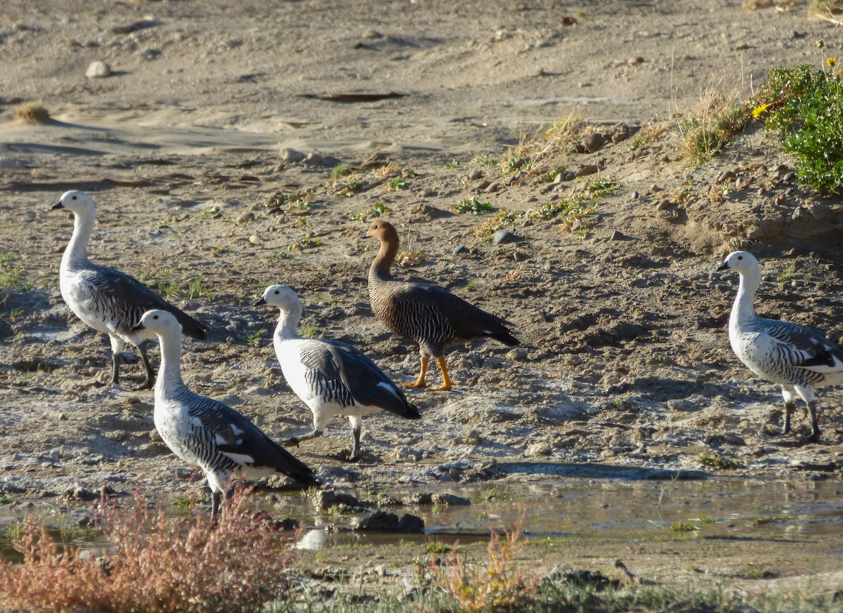 Upland Goose - ML222879611