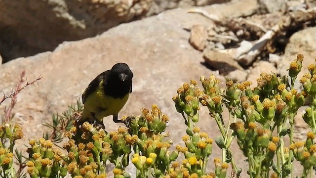 Tarin à croupion jaune - ML222880541