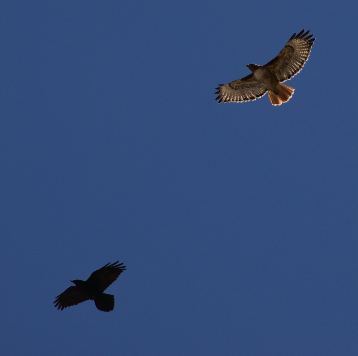 Red-tailed Hawk - ML222882511