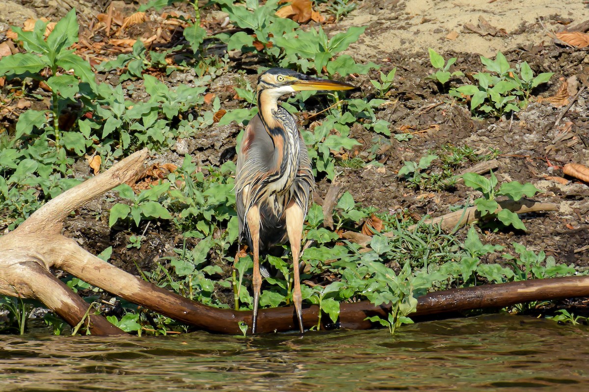 Purple Heron - ML222882851