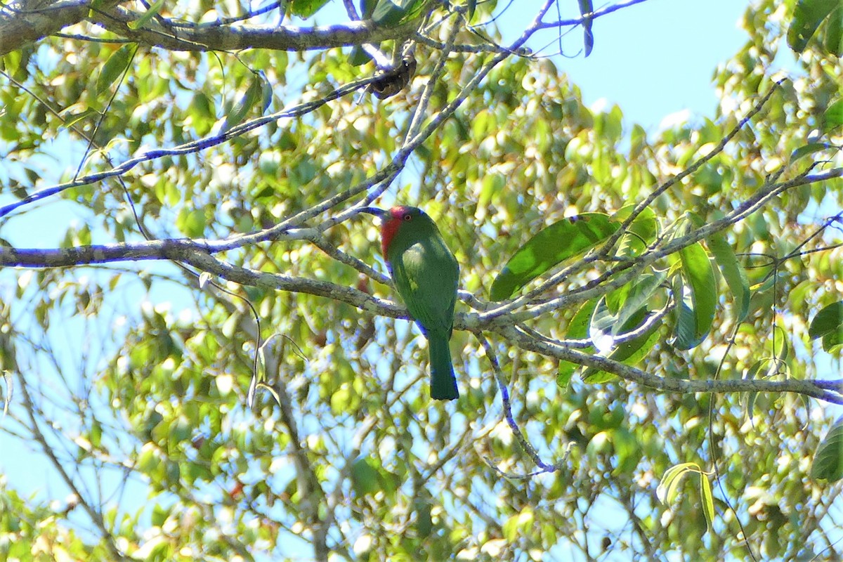 Red-bearded Bee-eater - ML222883141