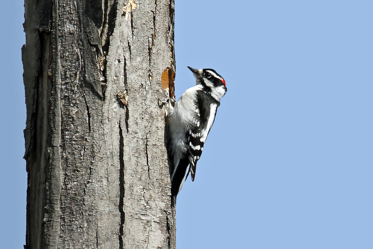 Downy Woodpecker - Jaden Shah