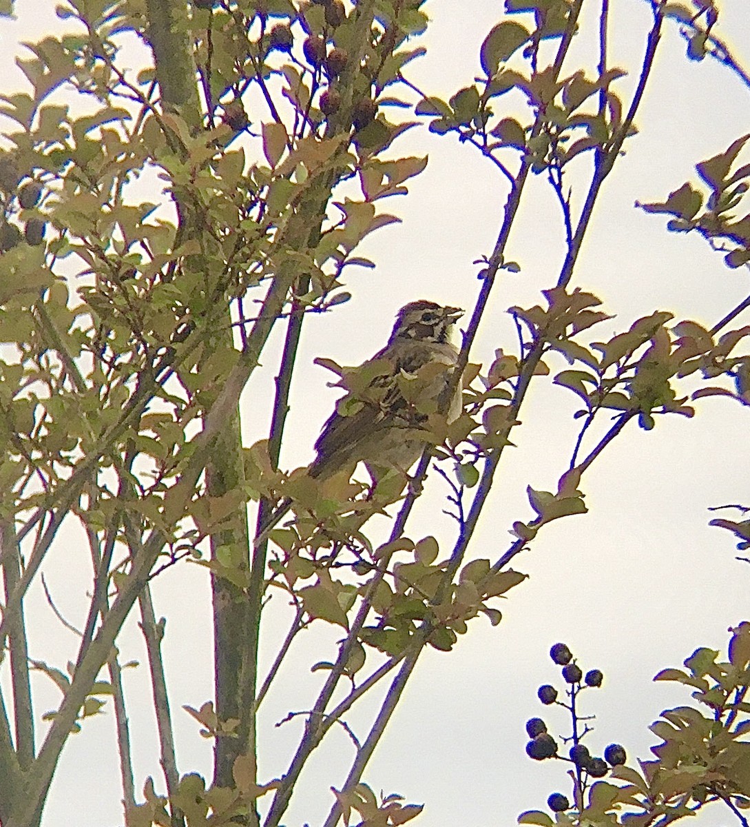 Lark Sparrow - cameron dodge