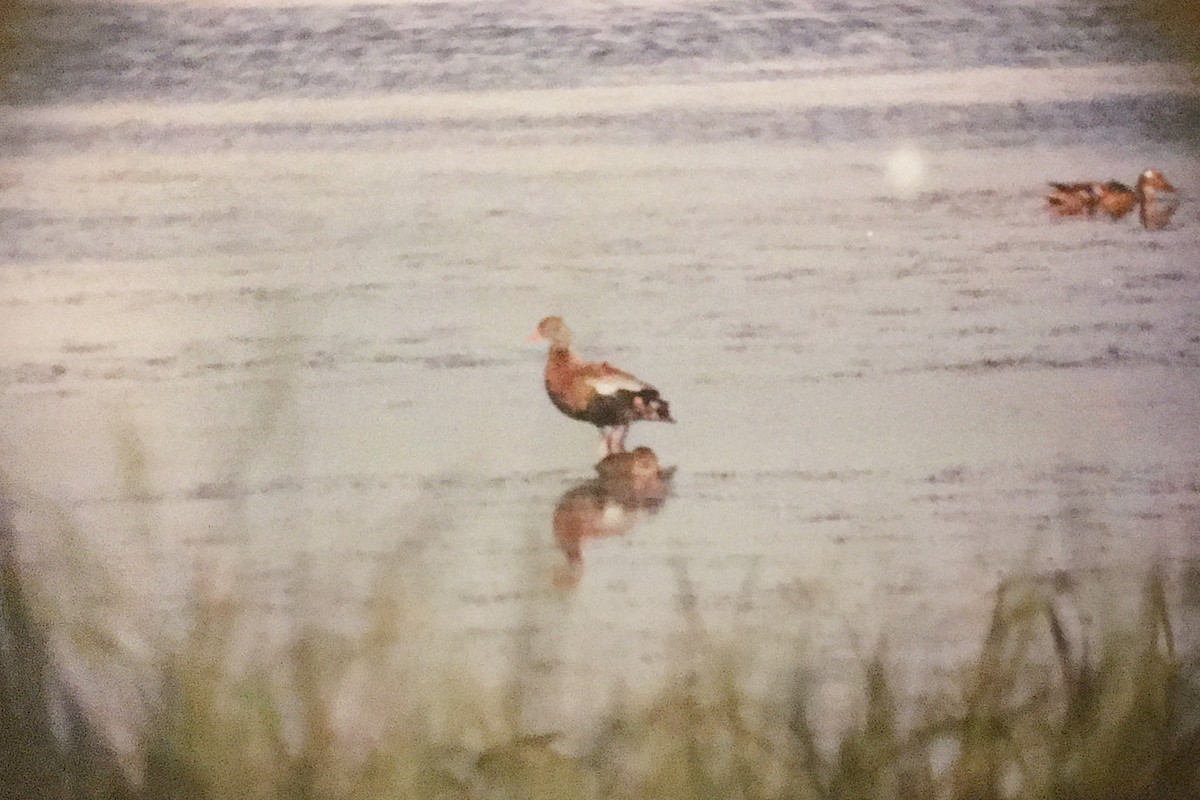 Dendrocygne à ventre noir - ML222885481