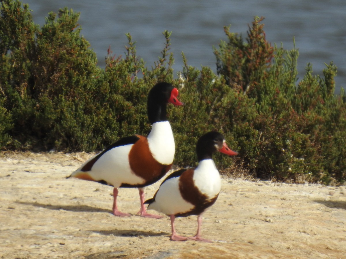 Common Shelduck - ML222889421