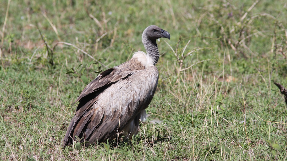 White-backed Vulture - Daniel Jauvin