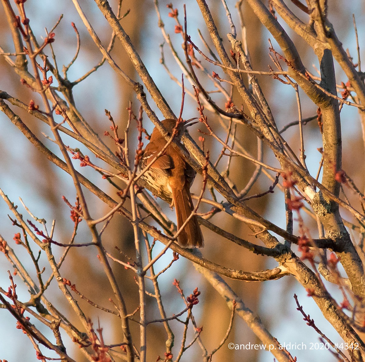 Brown Thrasher - andrew aldrich