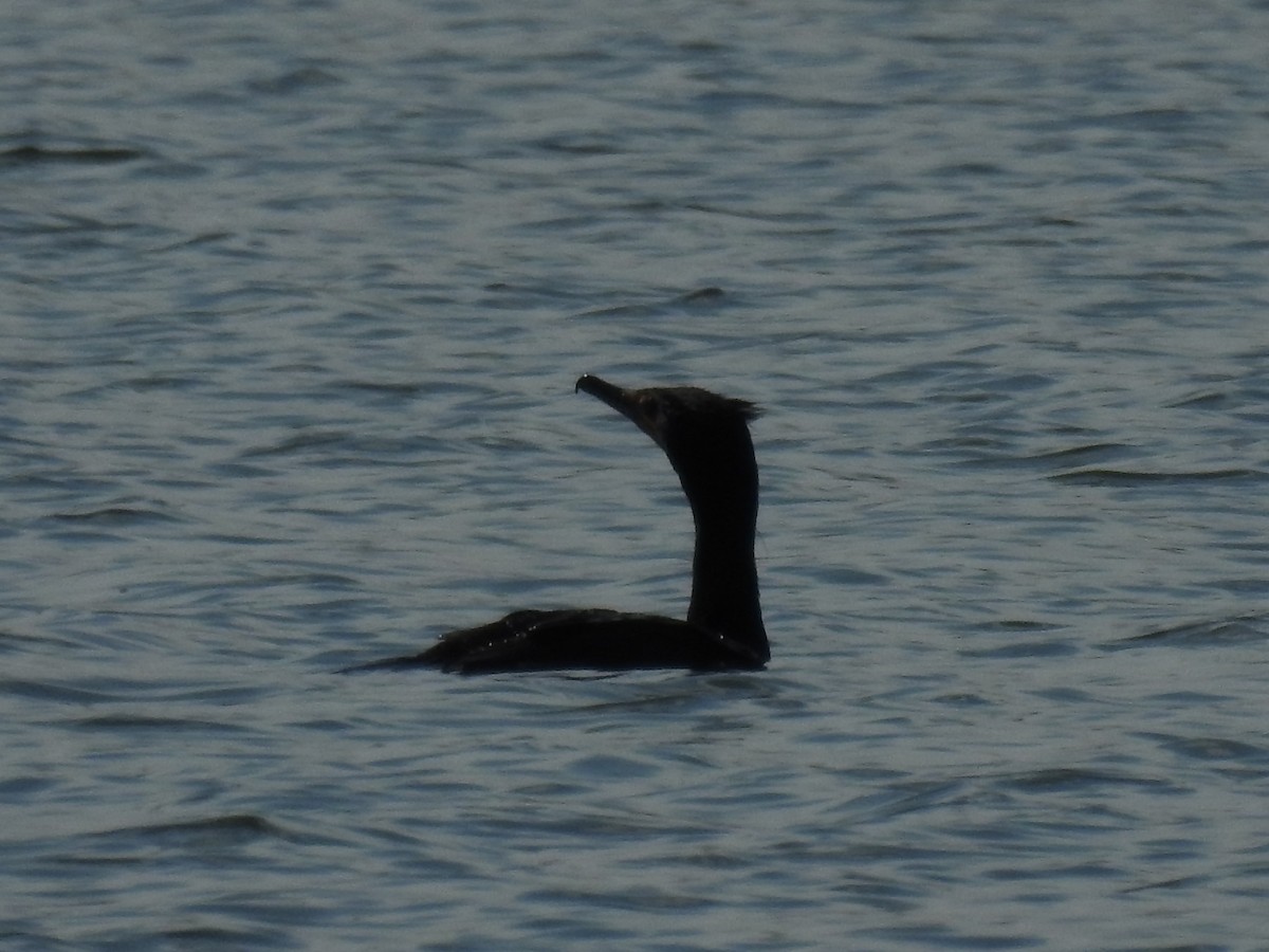 Double-crested Cormorant - Amy Lyyski