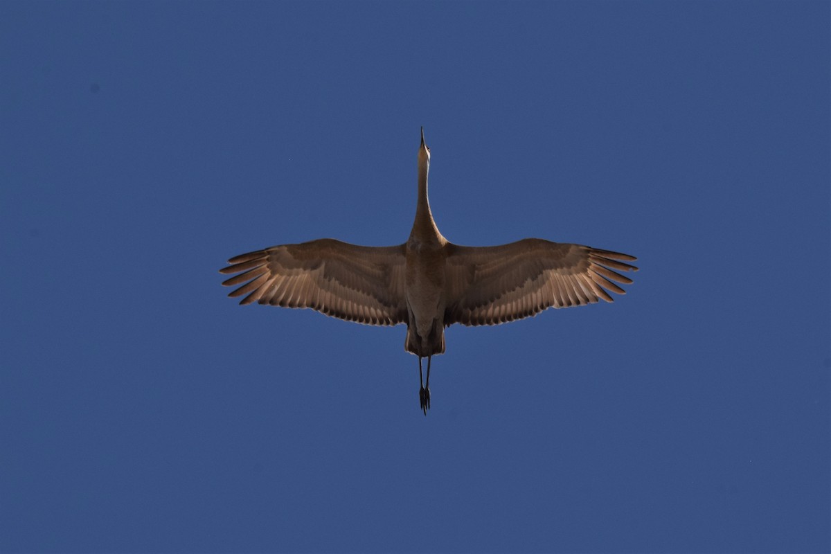 Sandhill Crane - ML222890951