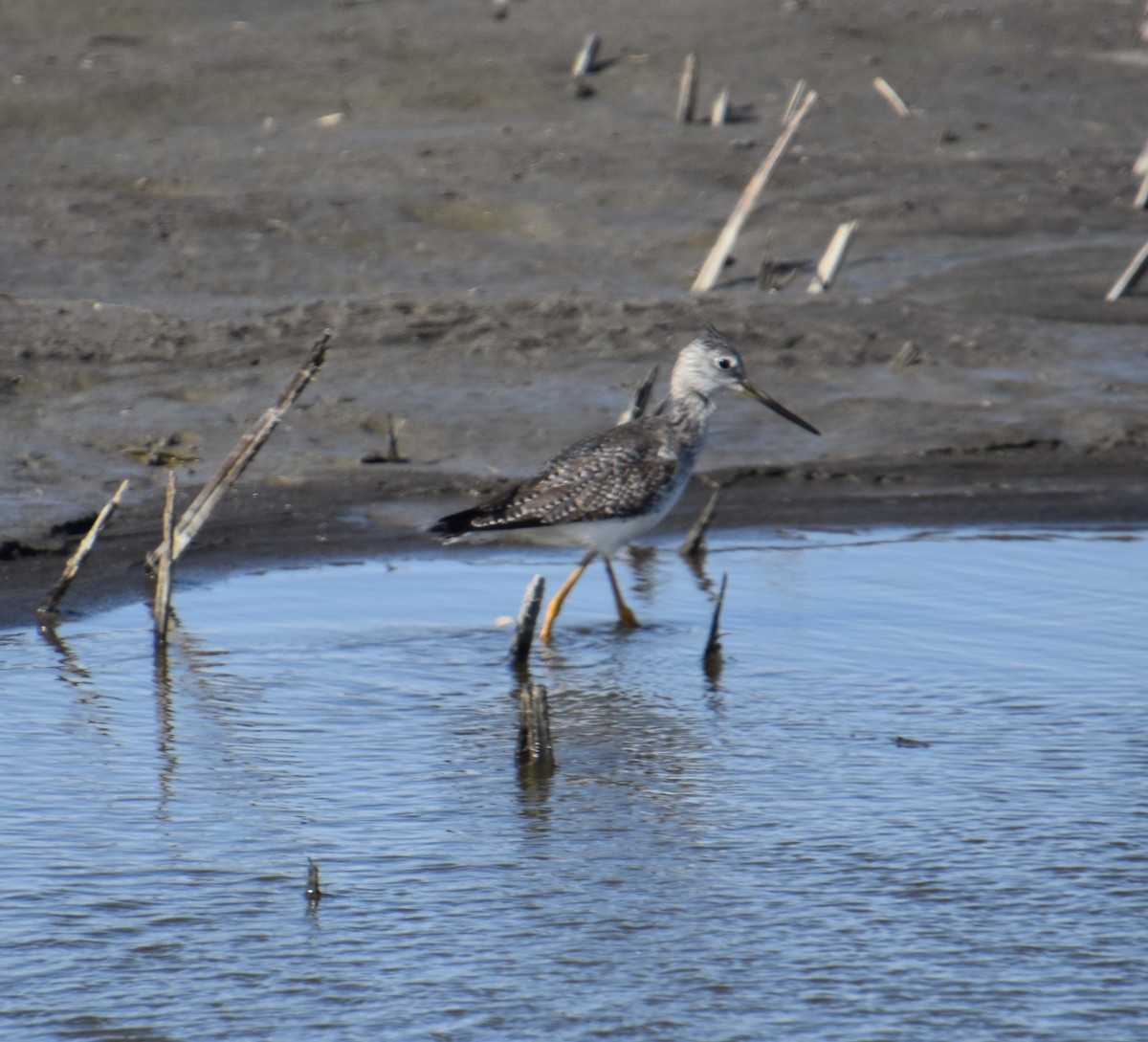 Greater Yellowlegs - David Cunningham