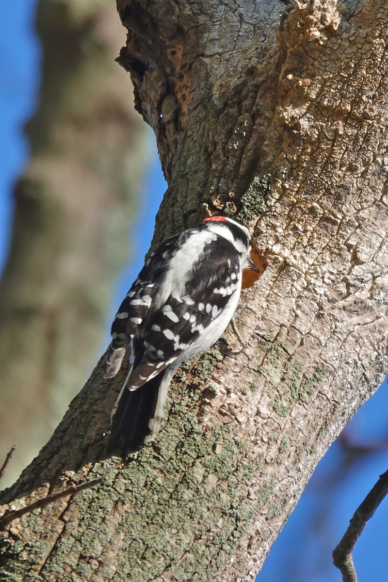 Downy Woodpecker - ML222893361