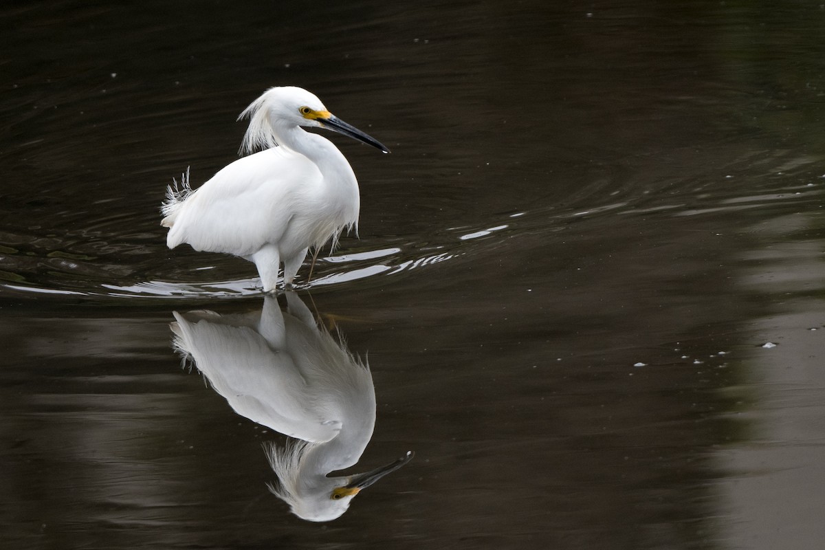 Snowy Egret - ML222894641