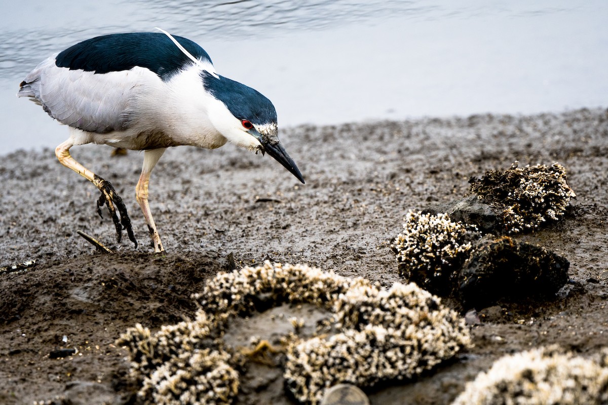 Black-crowned Night Heron - ML222894681