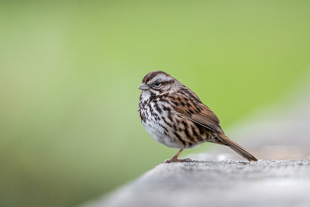Song Sparrow - ML222894771