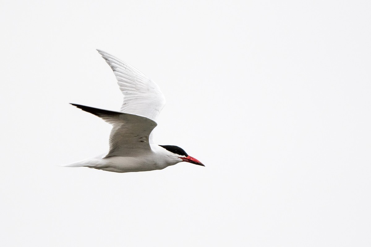 Caspian Tern - ML222894841