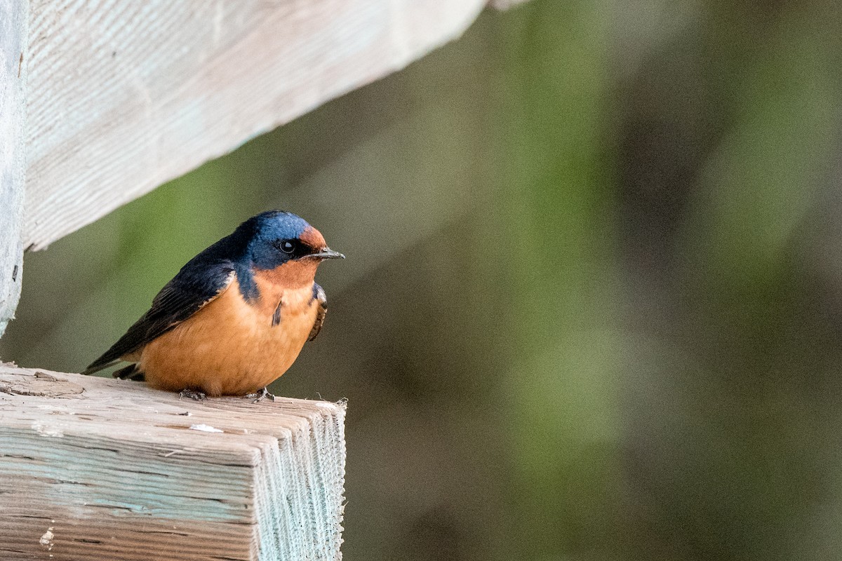 Barn Swallow - ML222894911