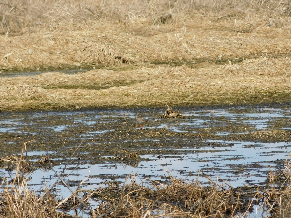 Common Redshank - ML222895141