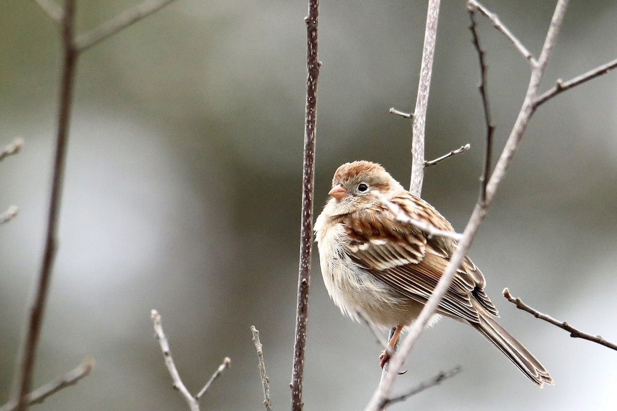 Field Sparrow - Gustino Lanese