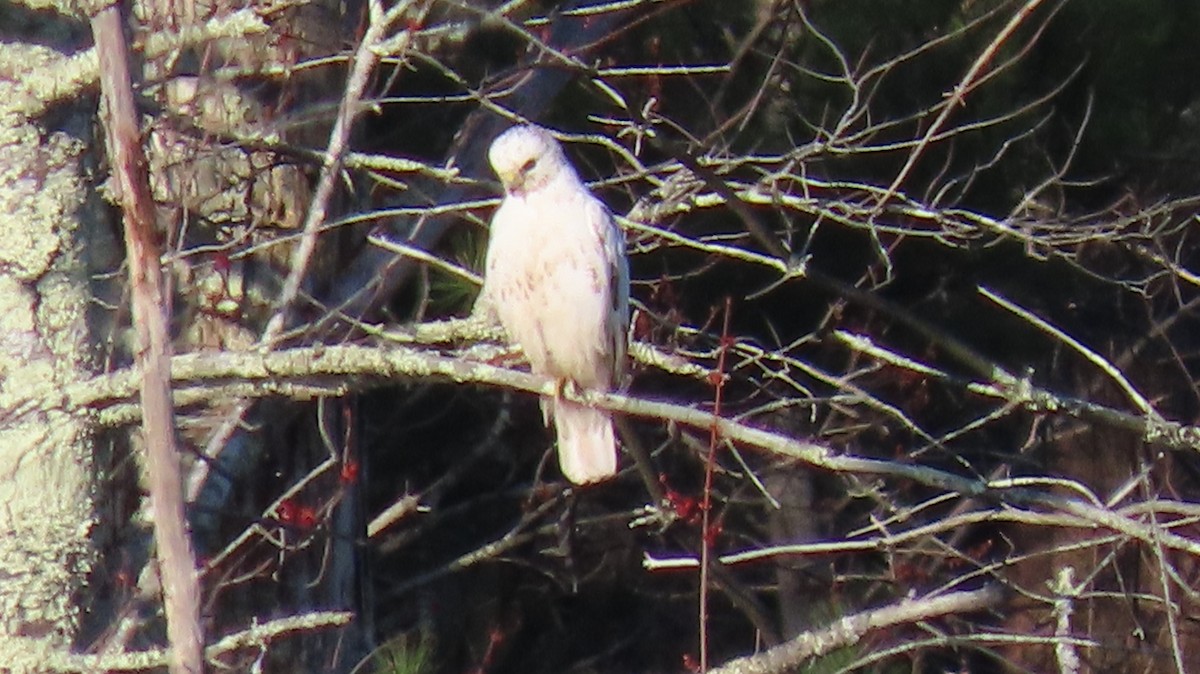 Red-tailed Hawk - ML222895531
