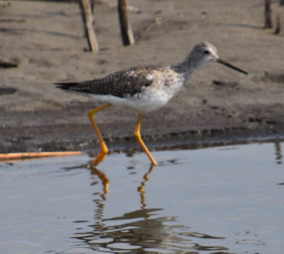 Greater Yellowlegs - David Cunningham