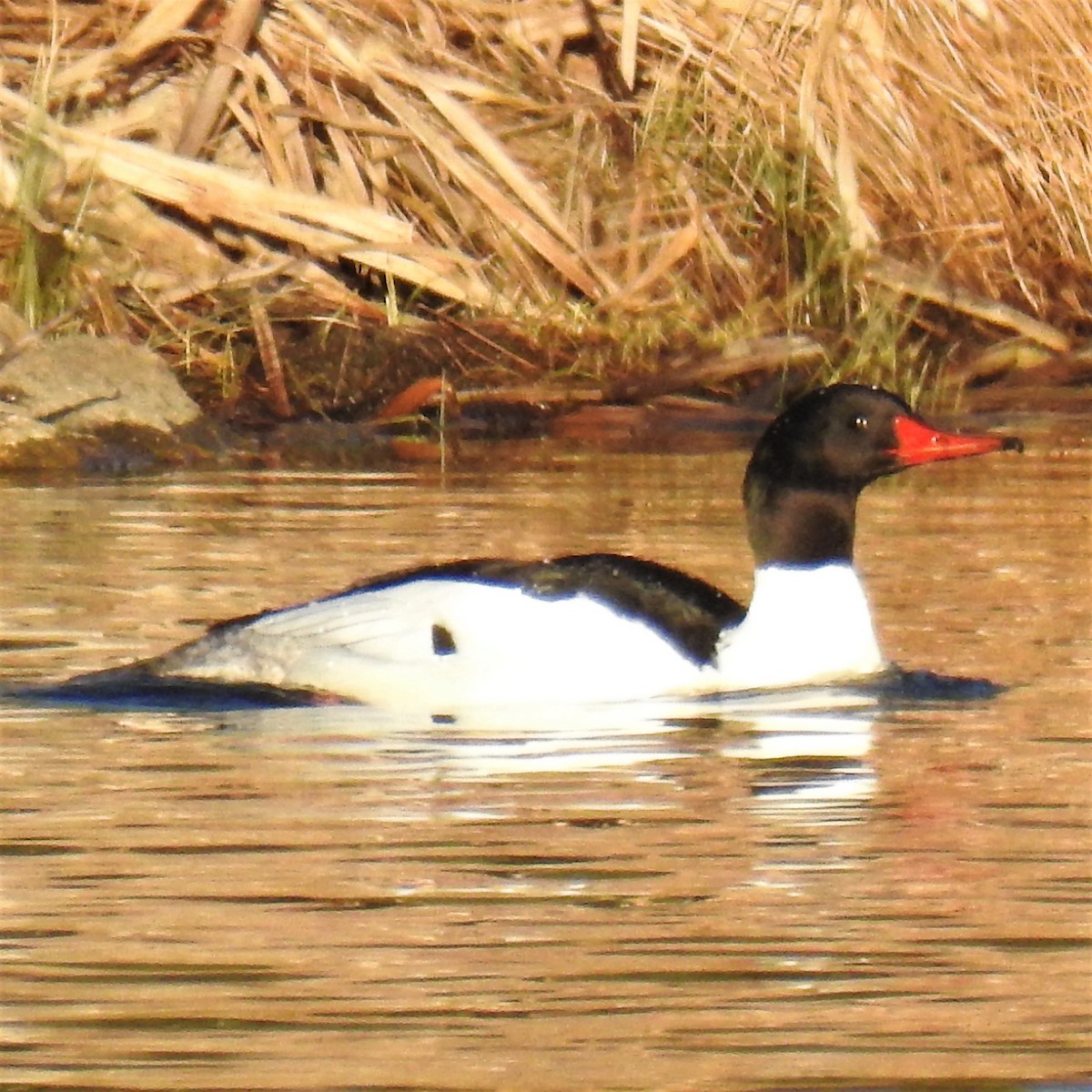 Common Merganser - Chipper Phillips