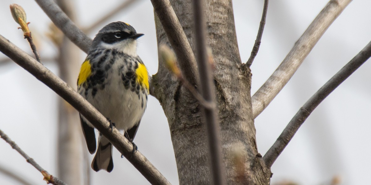 Yellow-rumped Warbler (Myrtle) - ML222899491