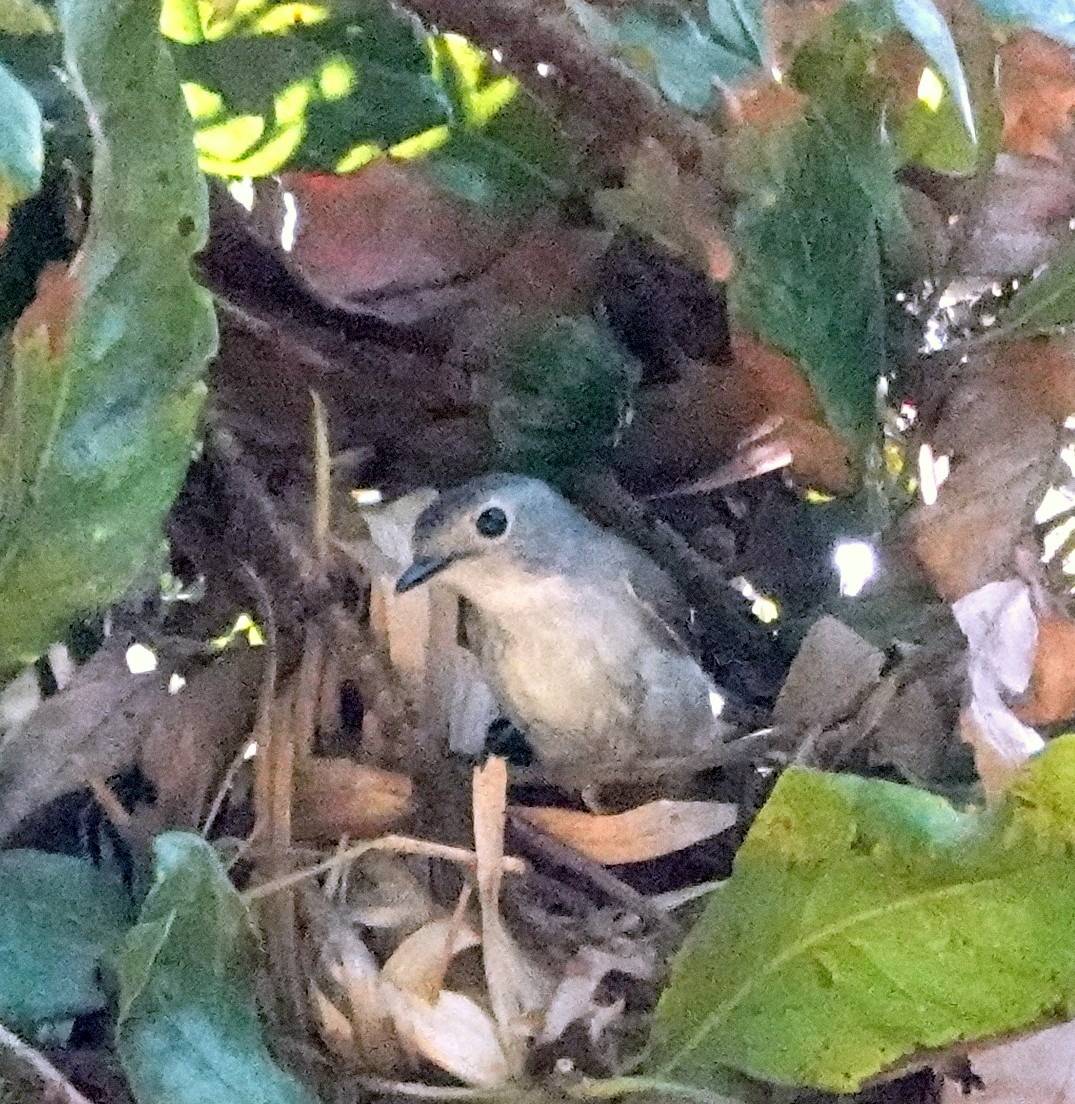 Little Pied Flycatcher - Deanna MacPhail