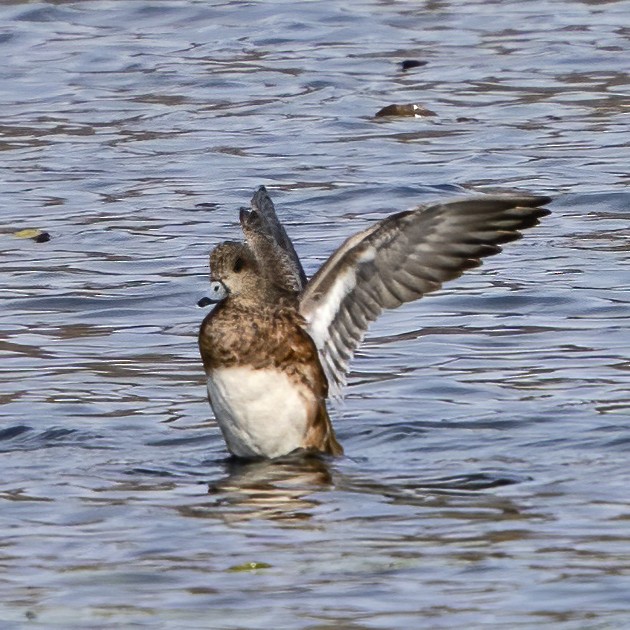 American Wigeon - Larry Master