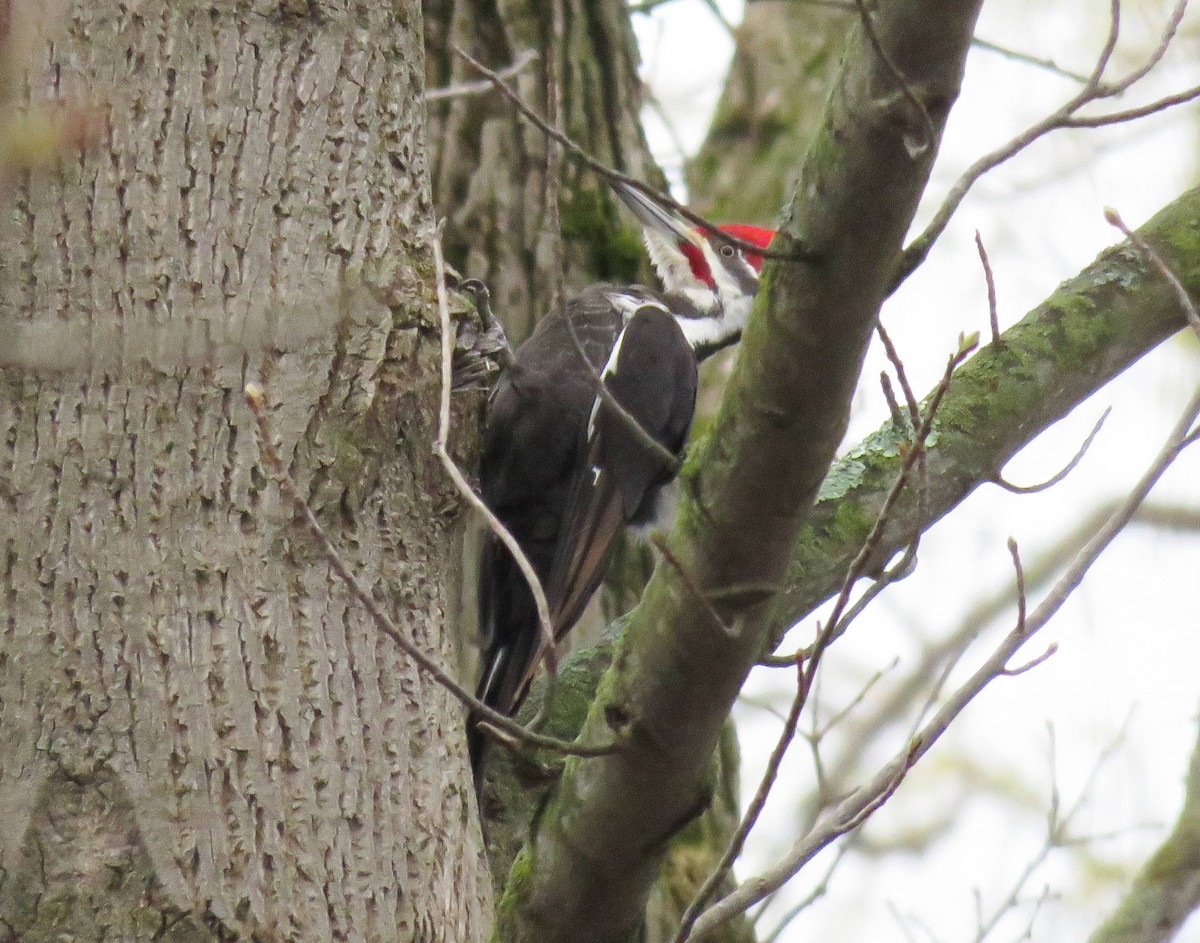 Pileated Woodpecker - ML222900461