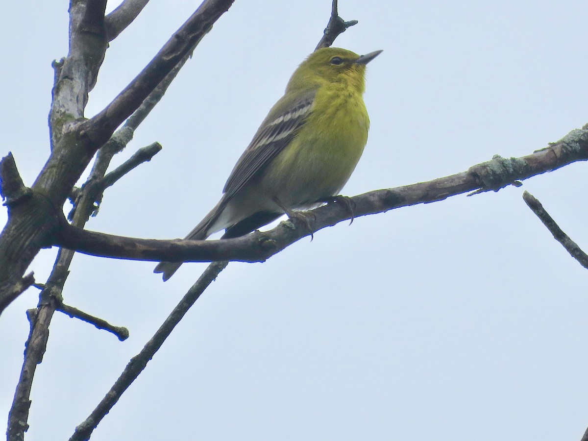 Pine Warbler - ML222900791