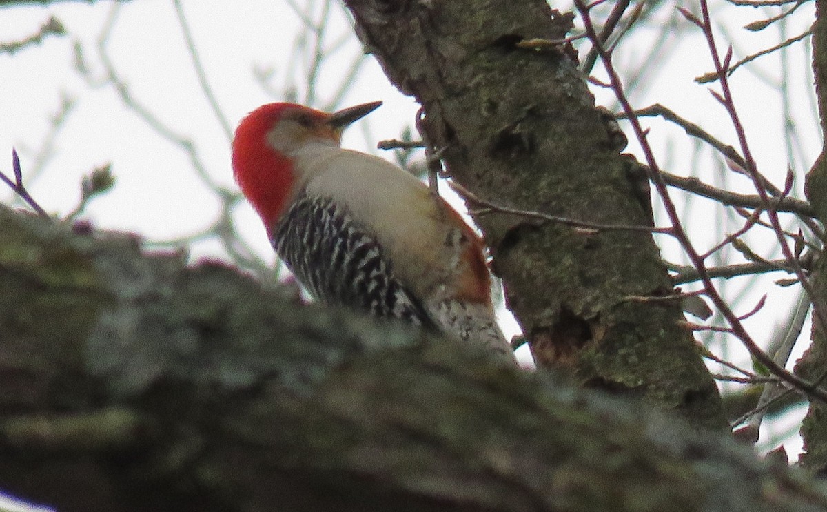 Red-bellied Woodpecker - ML222901501