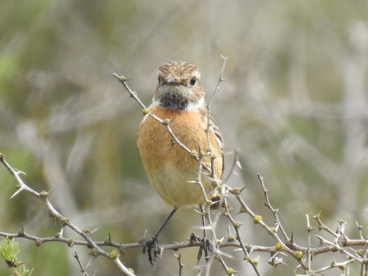 European Stonechat - ML222902271