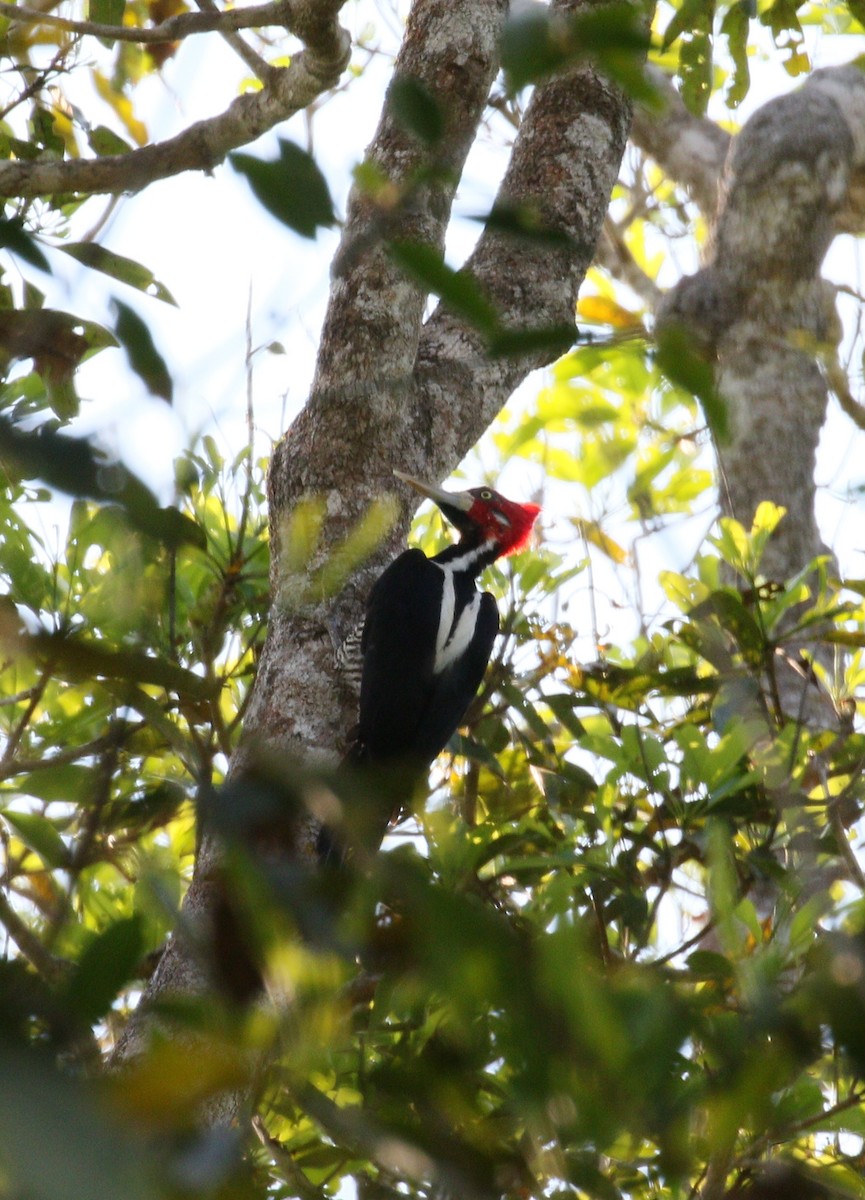 Crimson-crested Woodpecker - ML222902441