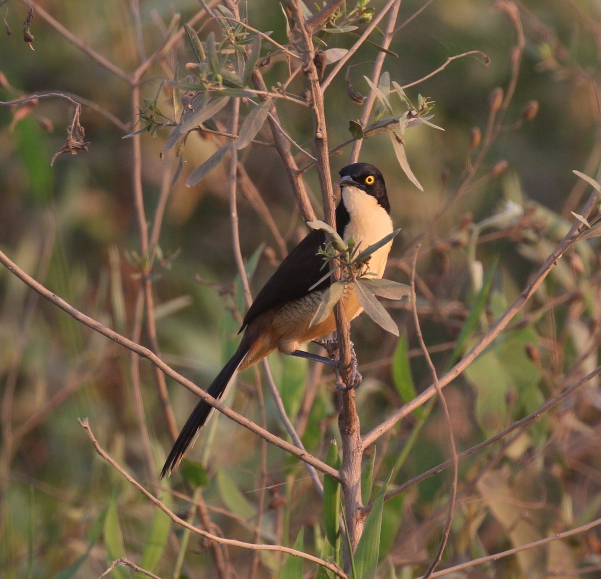 Black-capped Donacobius - ML222902731