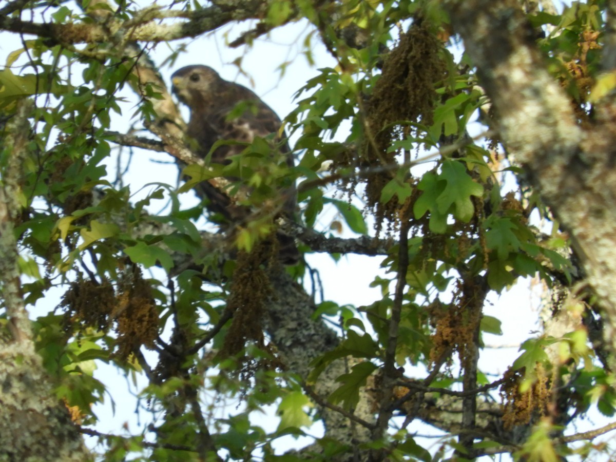 Broad-winged Hawk - ML222903231