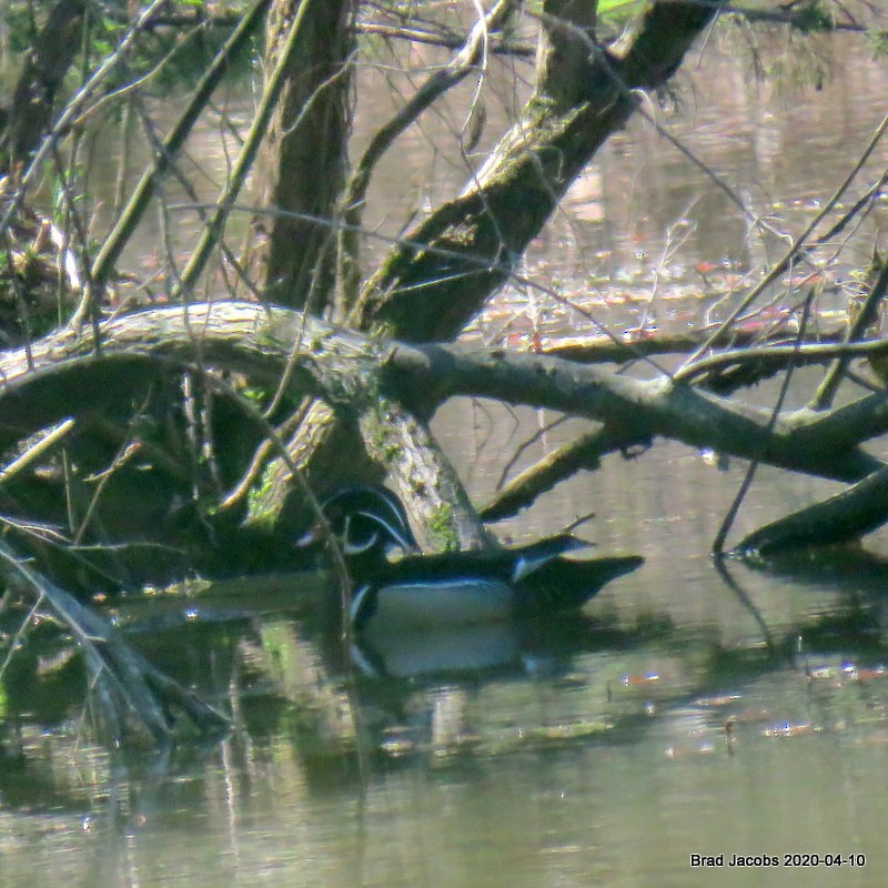 Wood Duck - ML222903491