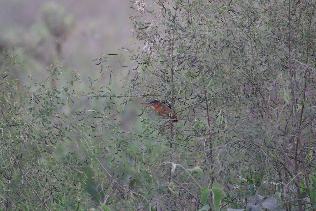 Least Bittern - ML222904091