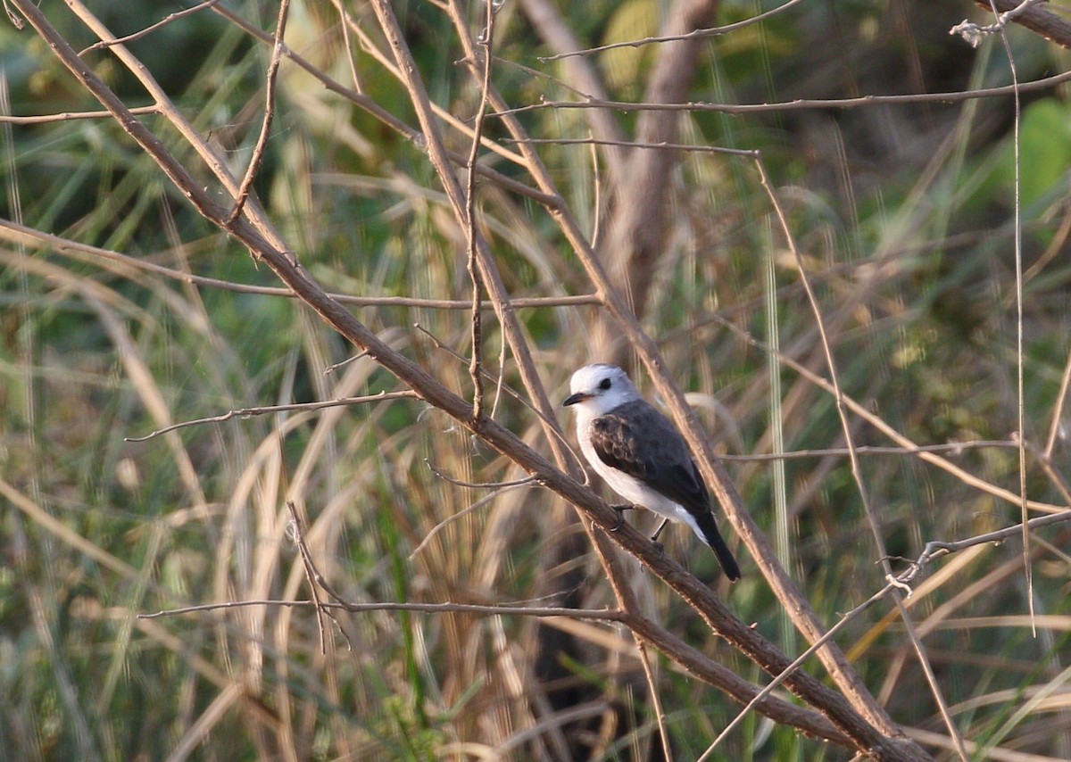 White-headed Marsh Tyrant - ML222904311