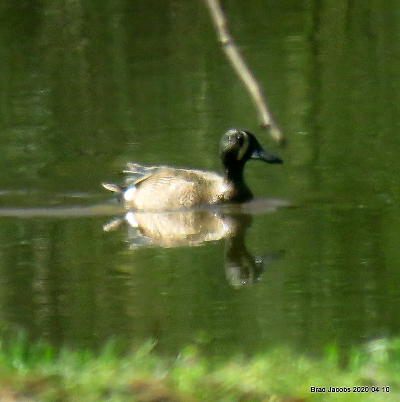 Blue-winged Teal - ML222905321