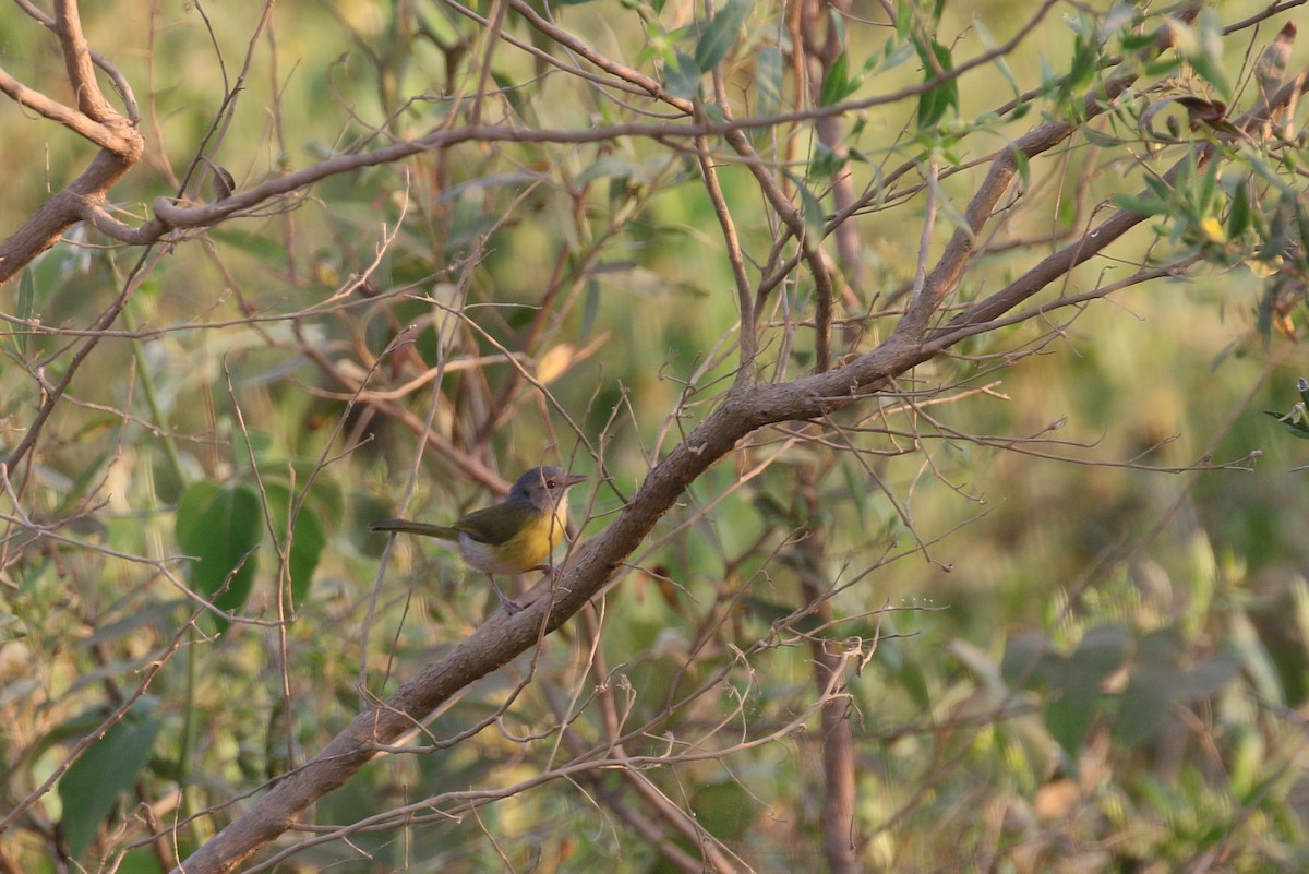 Ashy-headed Greenlet - ML222905721