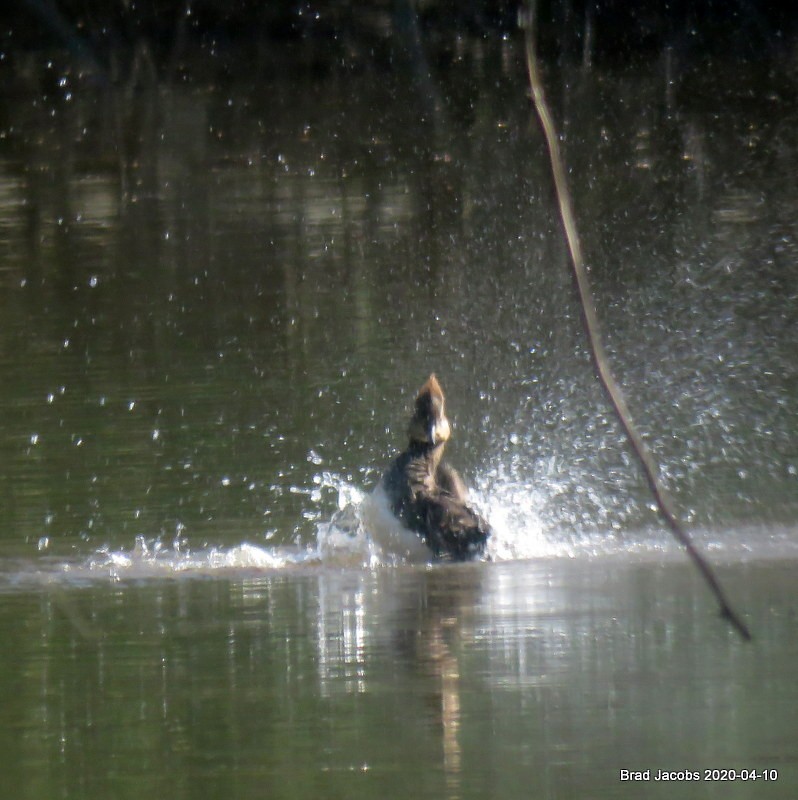 Hooded Merganser - ML222905821