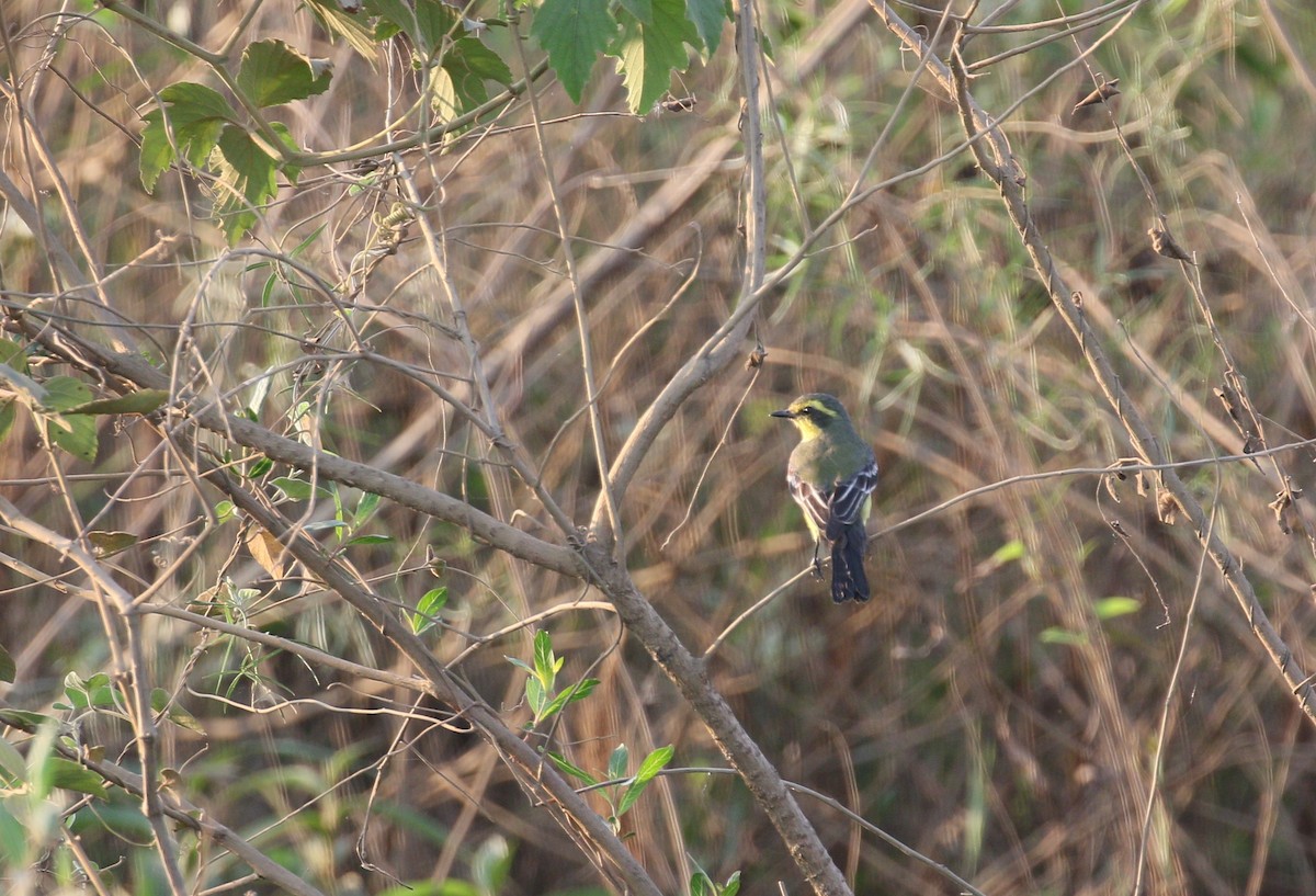 Yellow-browed Tyrant - ML222906481